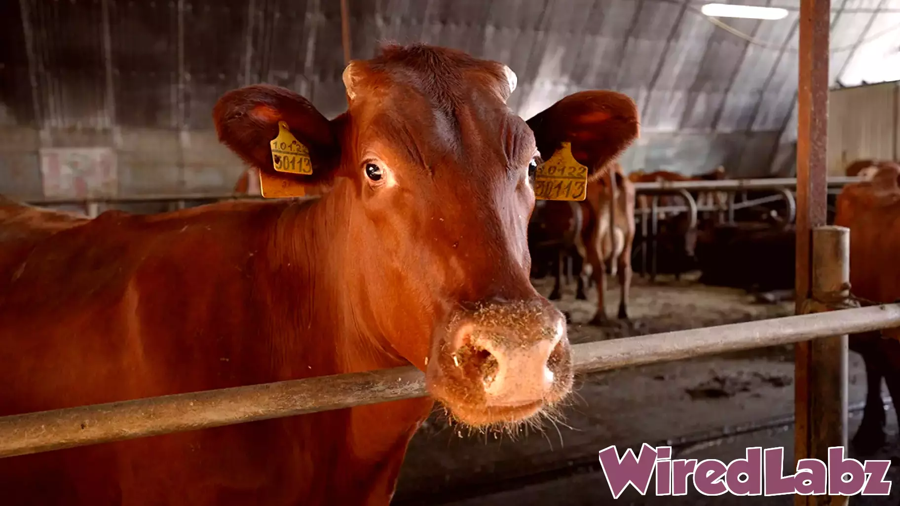 AI's Intrinsic Bias Towards Animals: A Double-Edged Sword for Animal Welfare