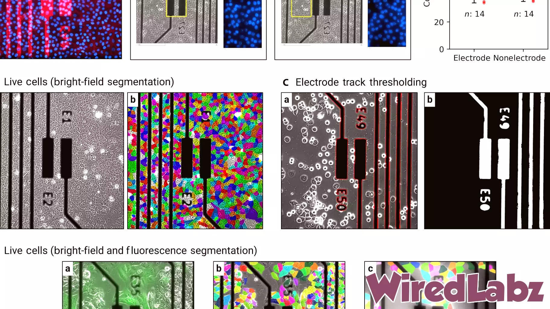 Breakthrough Technology Enables Real-Time Monitoring of Cancer Progression at Cellular Level