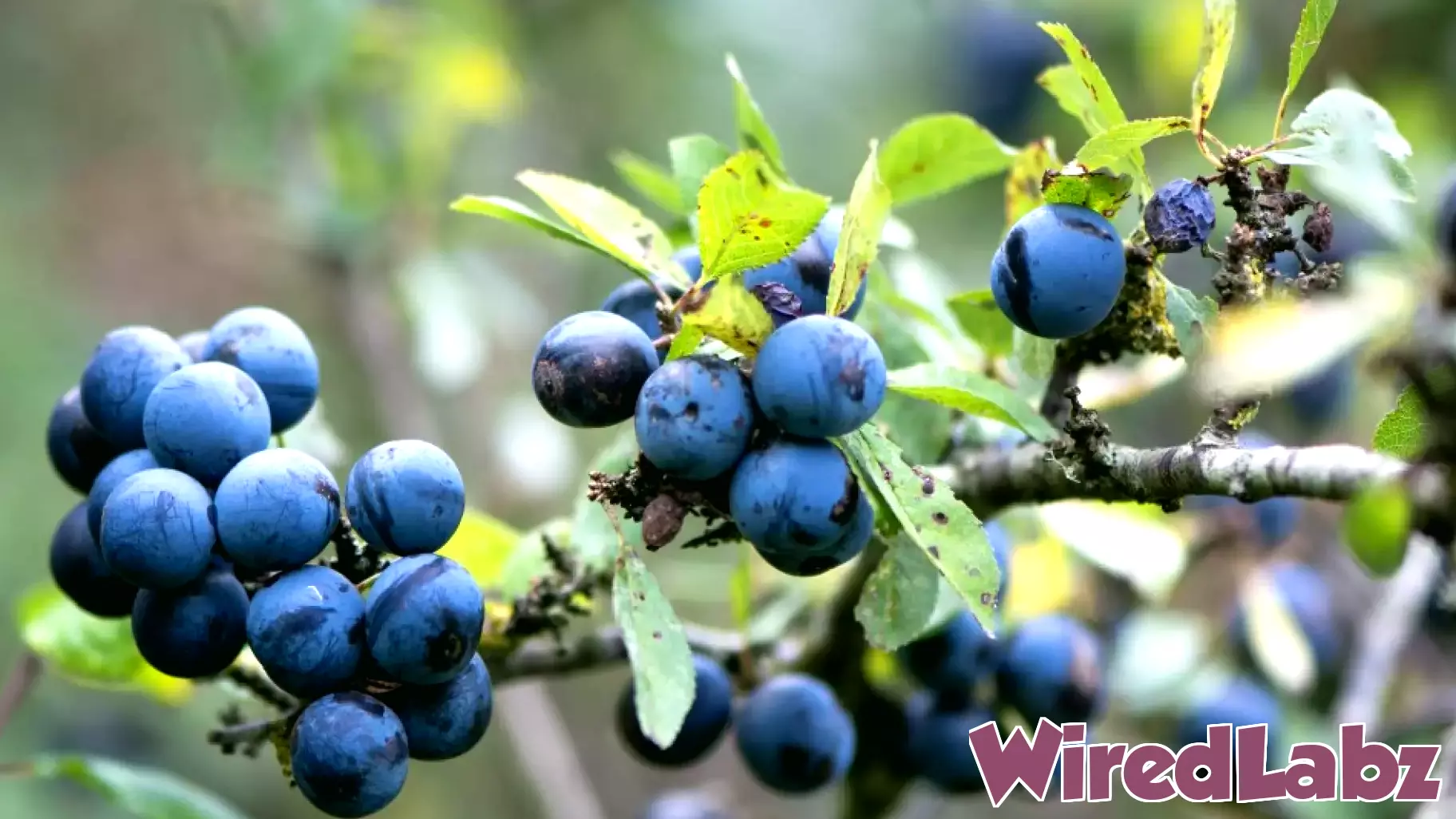 British Berry Growers joins £7.1m robotics investment
