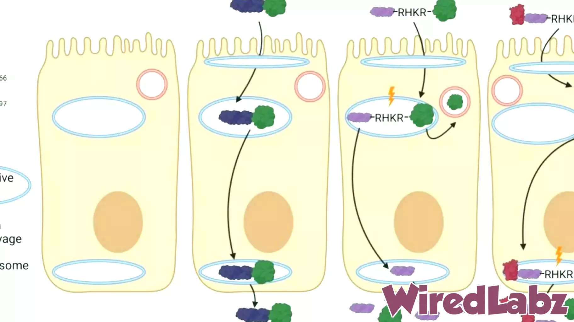Innovative Pill Technology May Eliminate Need for Injections in Protein-Based Treatments