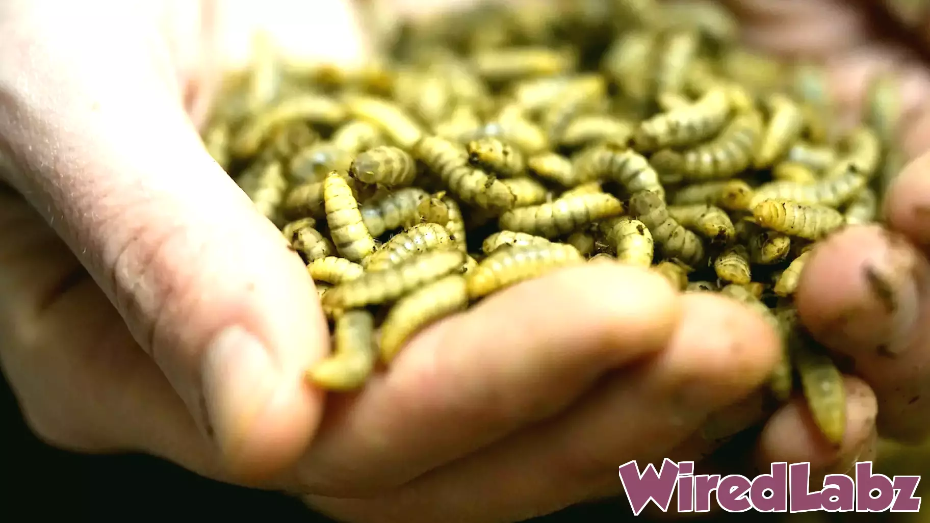 New technology solves production bottleneck for black soldier fly larvae