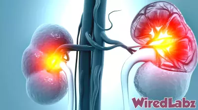 Breakthrough in Transplant Science: Donor Kidneys Converted to Universal Blood Type O