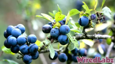 British Berry Growers joins £7.1m robotics investment