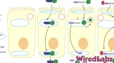 Innovative Pill Technology May Eliminate Need for Injections in Protein-Based Treatments